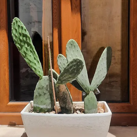 Nanà Maison *